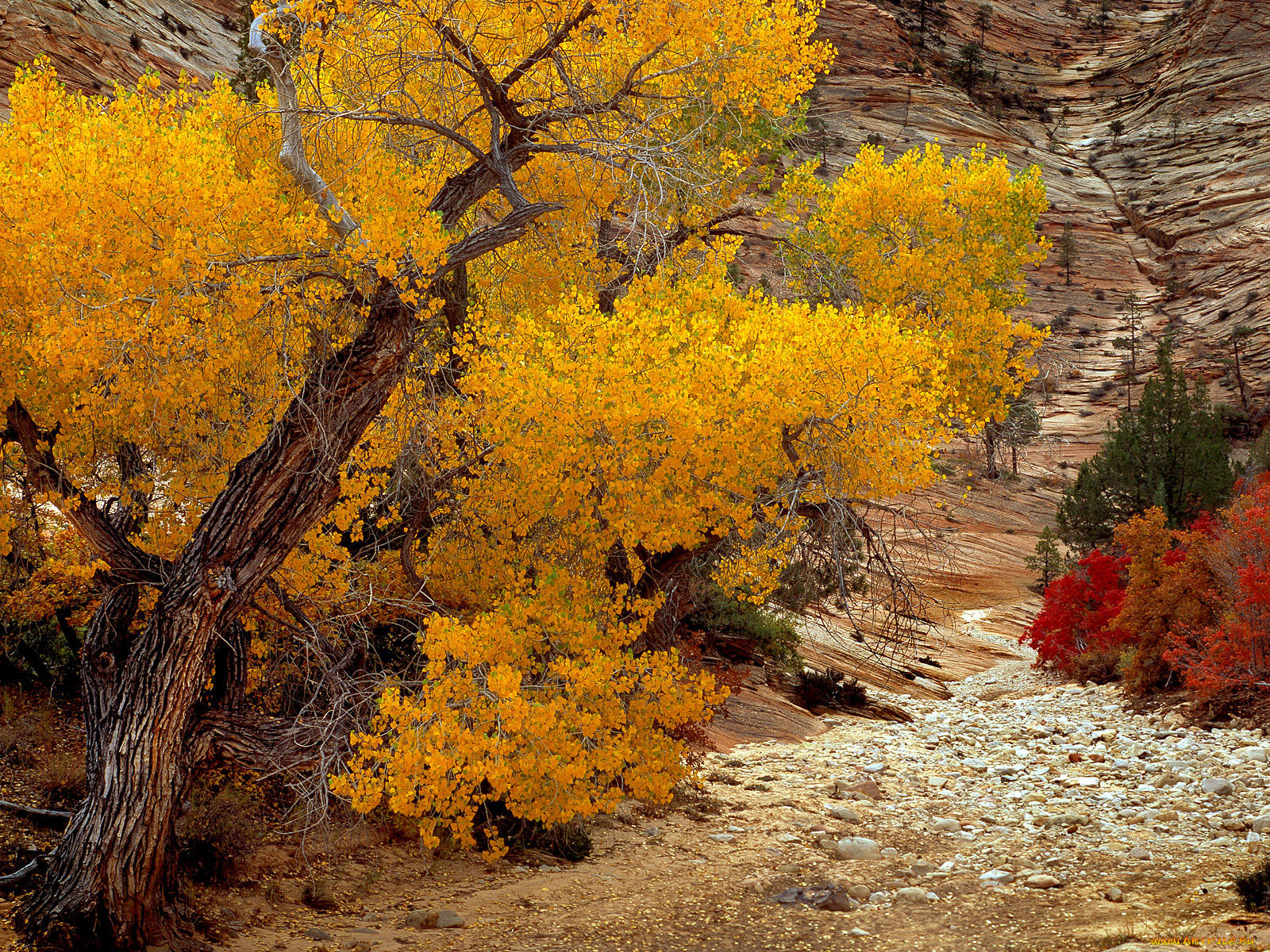 , , zion, national, park